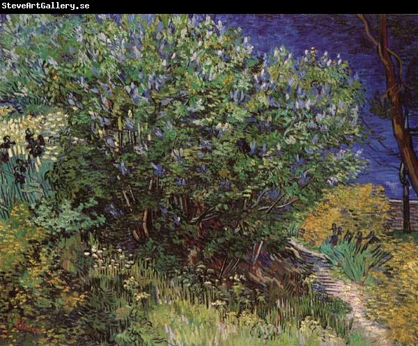 Vincent Van Gogh Bushes
